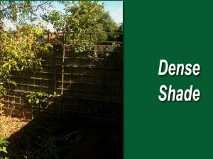 Dense-shade