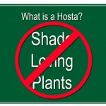 Hosta-shade-loving