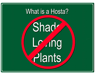 Hosta-shade-loving