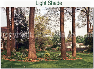 Hostas_AAA_Shade-Light