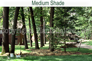 Hostas_AAA_Shade-Medium