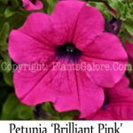 PGC-A-Petunia-Surfina-Brilliant-Pink-2-Edit