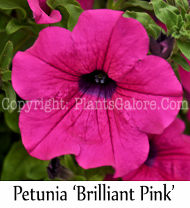 PGC-A-Petunia-Surfina-Brilliant-Pink-2-Edit