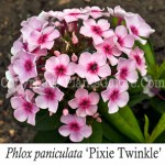 PGC-P-Phlox-paniculata-Pixie-Twinkle-2010-01-Edit