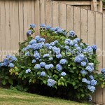 PGC-S-Hydrangea-Bellevue-WA-8-2011-003