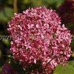 PGC-S-Hydrangea-arborescens-Invincibelle-Spirit-_1