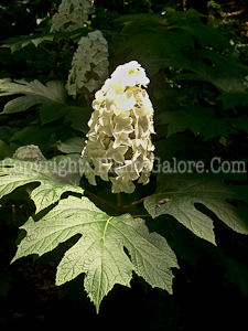 PGC-S-Hydrangea-quercifolia-2010-013