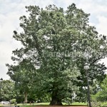 PGC-T-Quercus-x-benderi-aka-Bender-Oak-2