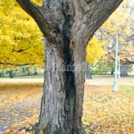 Silver-Maple-Hollow-