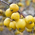 Crabapples-95