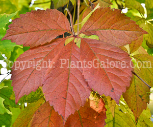 PGC-V-Parthenocissus-quinquifolia-aka-Virginia-Creeper-fall-3