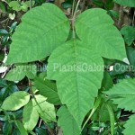 PGC-V-Toxicodendron-radicans-aka-Poison-Ivy-4-2