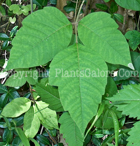 PGC-V-Toxicodendron-radicans-aka-Poison-Ivy-4-2