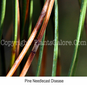 Pine-Disease-diplodia-