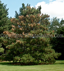 Pine-Disease-diplodia-005086