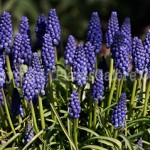 PGC-B-Muscari-botryoides-aka-Common-Grape-Hyacinth-10