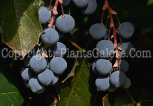 PGC-P-Mahonia-aquifolium-aka-Oregon-Grape-Holly-fruit-7