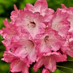 PGC-S-Rhododendron-Monterey-05-12-2