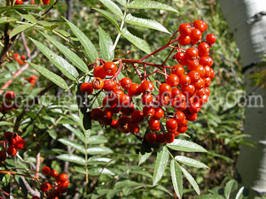 PGC-T-Sorbus-aucuparia-aka-European-Mountainash-3